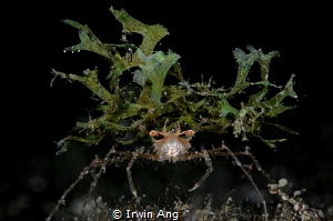 M O N S T E R
Decorator crab
Anilao, Philippines. April... by Irwin Ang 